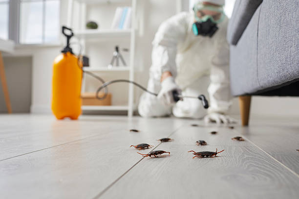 Commercial Rodent Management in Rosamond